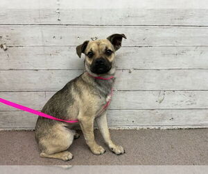 Chug Dogs for adoption in San Bernardino, CA, USA