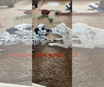 Small Photo #1 Dalmatian Puppy For Sale in OWATONNA, MN, USA