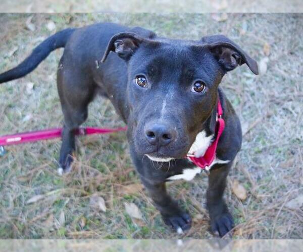 Medium Photo #1 American Staffordshire Terrier-Labrador Retriever Mix Puppy For Sale in Tallahassee, FL, USA
