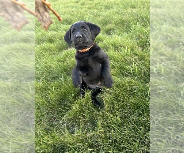 Medium Photo #2 Labrador Retriever Puppy For Sale in FREDERICKSBG, OH, USA
