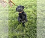 Small #1 Labrador Retriever