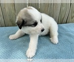 Small #1 Great Pyrenees