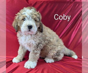 Medium Bernedoodle
