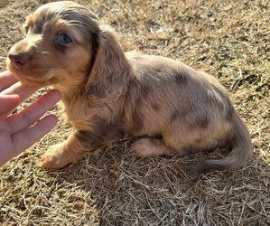 Dachshund Puppy for sale in APEX, NC, USA