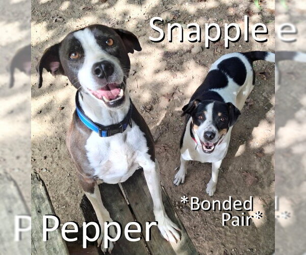 Medium Photo #2 Mountain Cur-Treeing Walker Coonhound Mix Puppy For Sale in Mountain View, AR, USA