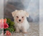 Small #4 Maltese