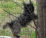 Small Photo #3 Cairn Terrier Puppy For Sale in FORNEY, TX, USA