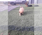 Small Photo #10 German Shepherd Dog-Jindo Dog Mix Puppy For Sale in PRESCOTT, AZ, USA