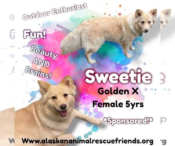 Medium Photo #5 Goberian Puppy For Sale in Anchorage, AK, USA