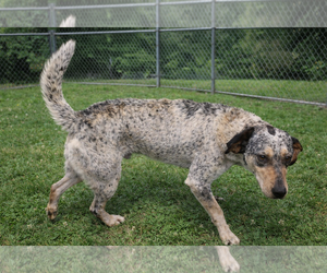 Coonhound-Unknown Mix Dogs for adoption in Sistersville, WV, USA