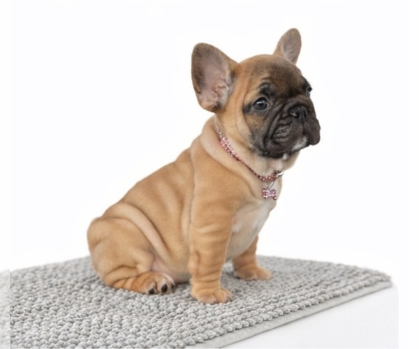 Medium Photo #3 American Bull Dogue De Bordeaux Puppy For Sale in CORAL SPRINGS, FL, USA