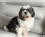 Small #1 Shih Tzu Mix