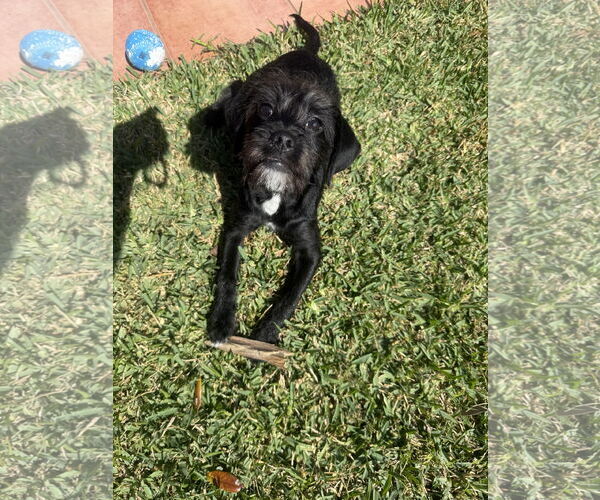 Medium Photo #4 Mutt Puppy For Sale in Rosenberg, TX, USA