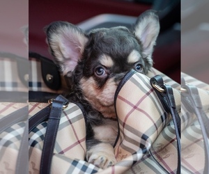 French Bulldog Puppy for sale in MODESTO, CA, USA