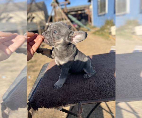Medium Photo #5 French Bulldog Puppy For Sale in SACRAMENTO, CA, USA