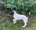 Puppy Moose German Shorthaired Pointer