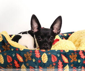 Jersey - Male Chihuahua-Unknown Mix Dog for Adoption - Photo #3