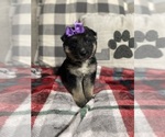 Small #2 German Shepherd Dog