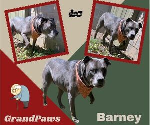 Mutt Dogs for adoption in Lindsay, CA, USA
