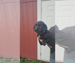 Puppy Puppy 3 Labrador Retriever