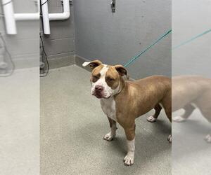 Mutt Dogs for adoption in Las Vegas, NV, USA