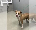 Small Mutt