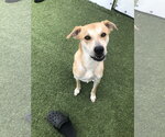 Small #11 Labrador Retriever Mix