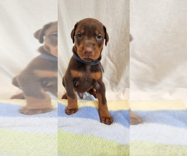 Medium Photo #8 Doberman Pinscher Puppy For Sale in RIVERSIDE, CA, USA