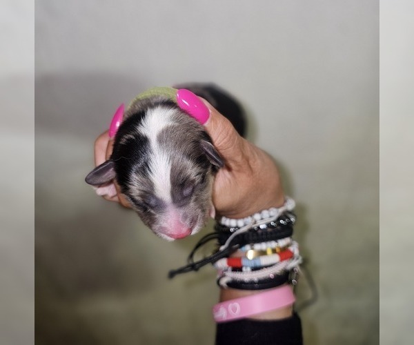 Medium Photo #21 Aussalier Puppy For Sale in DECATUR, IL, USA