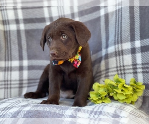 Medium Photo #6 Labrador Retriever Puppy For Sale in LAKELAND, FL, USA