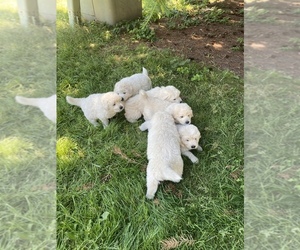 Great Pyrenees Puppy for sale in LA CENTER, WA, USA