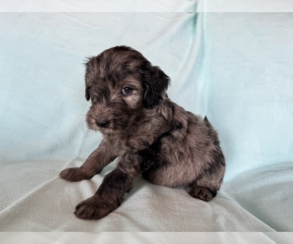 Medium Photo #22 Goldendoodle Puppy For Sale in CHIPLEY, FL, USA