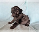 Small #1 Goldendoodle