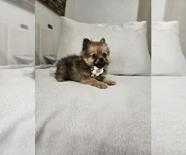 Medium Photo #1 Pomeranian Puppy For Sale in BRONSON, MI, USA