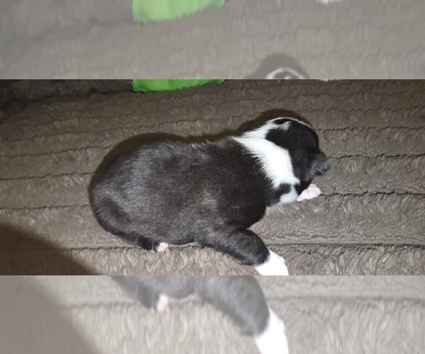 Medium Photo #4 Boston Terrier Puppy For Sale in MITCHELL, IN, USA