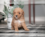 Puppy Otto Poodle (Miniature)