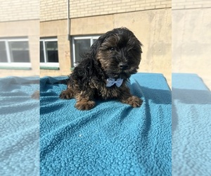 YorkiePoo Puppy for sale in RANDOLPH, MA, USA