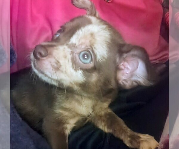 Medium Photo #3 Chihuahua Puppy For Sale in WILLIAMSBURG, VA, USA