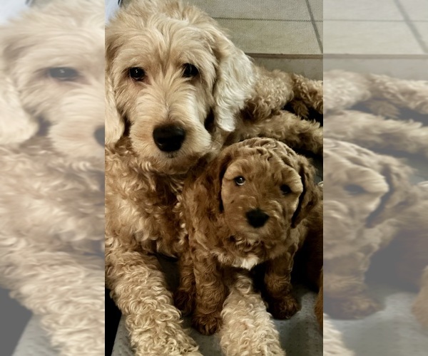 Medium Photo #6 Goldendoodle (Miniature) Puppy For Sale in OWENSBORO, KY, USA