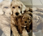 Small #5 Goldendoodle (Miniature)