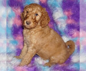Labradoodle Puppy for sale in LA HABRA, CA, USA