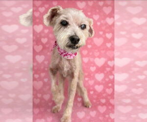 Gimpy - Male Poodle (Miniature)-Unknown Mix Dog for Adoption - Photo #3