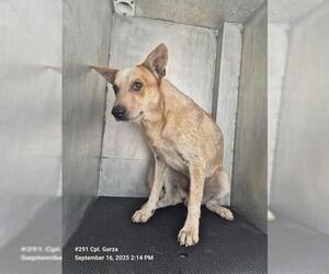 Mutt Dogs for adoption in San Antonio, TX, USA