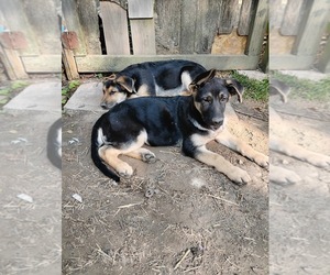German Shepherd Dog Puppy for sale in MOUNT VERNON, OH, USA