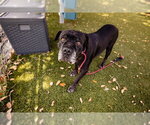 Small #1 Mutt