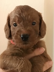 Goldendoodle Puppy for sale in LINCOLN, CA, USA