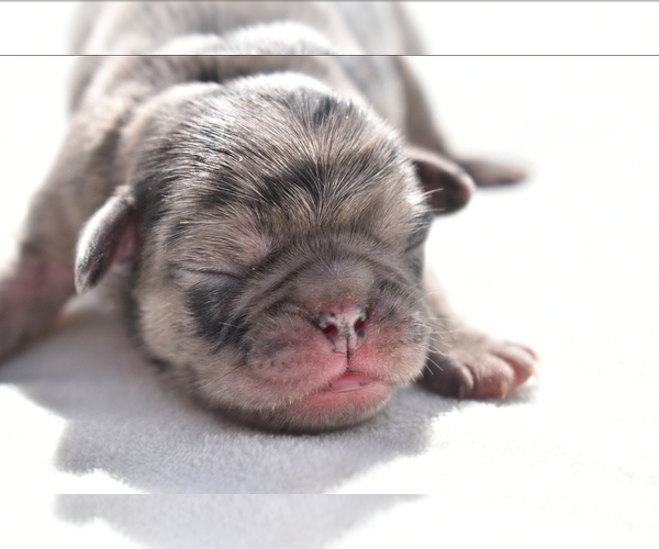 Medium Photo #7 Pug Puppy For Sale in PALM COAST, FL, USA