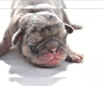 Small #6 Pug