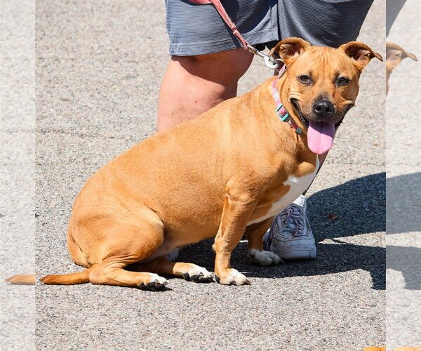 Medium Photo #3 American Staffordshire Terrier-Basset Hound Mix Puppy For Sale in Huntley, IL, USA