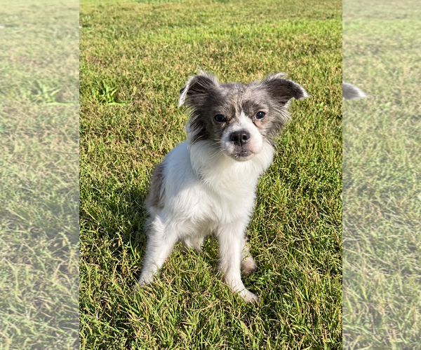 Medium Photo #1 Mutt Puppy For Sale in Pacolet, SC, USA